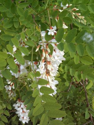 Robinia pseudacacia.JPG